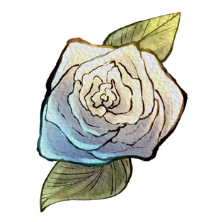White Rose