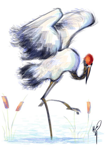 Red Crowned Crane (Original)
