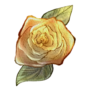 Yellow Rose